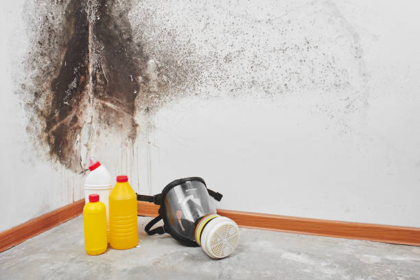 Best Best Mold Removal Companies  in Unalaska, AK