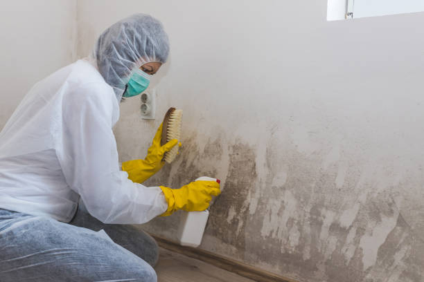 Best Professional Mold Removal  in Unalaska, AK