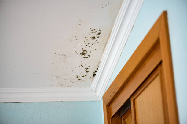 Best Attic Mold Removal  in Unalaska, AK