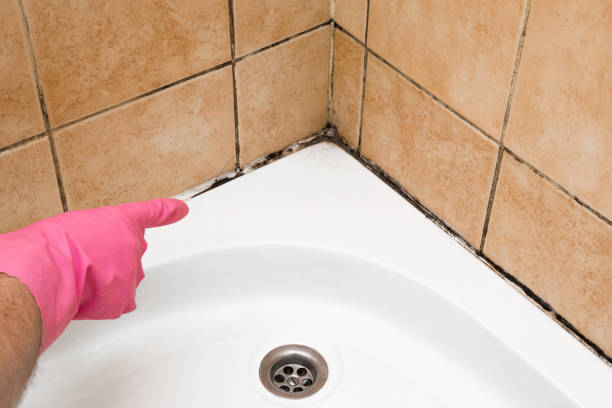 Trusted Unalaska, AK Mold Removal Experts
